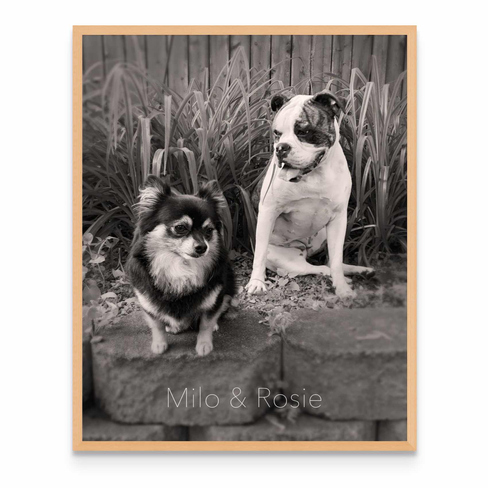 a black and white photo of two dogs