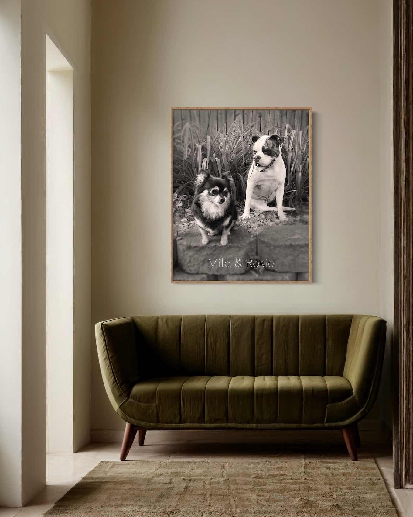 a dog sitting on a couch in a living room