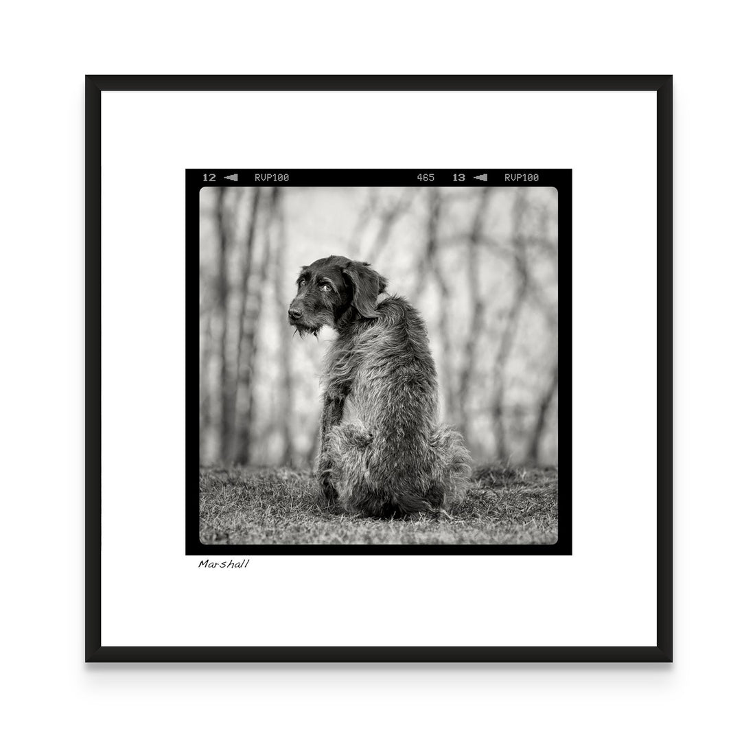 a black and white photo of a dog sitting in the grass